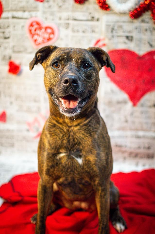 Enlarge Autumn, a ADOPTABLE mixed breed in Martinsville, IN image 2/6