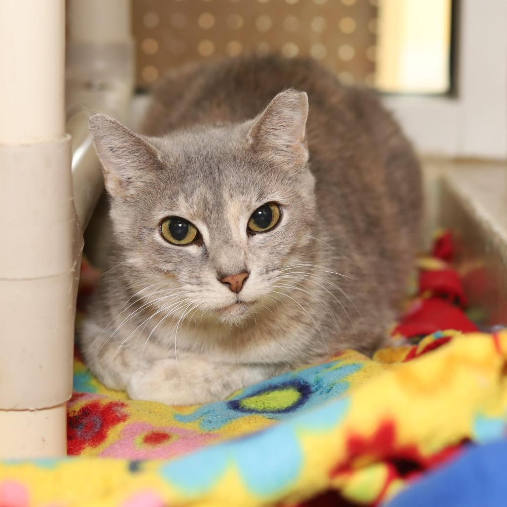 Erica, Adoptable, Senior Female Domestic Short Hair.