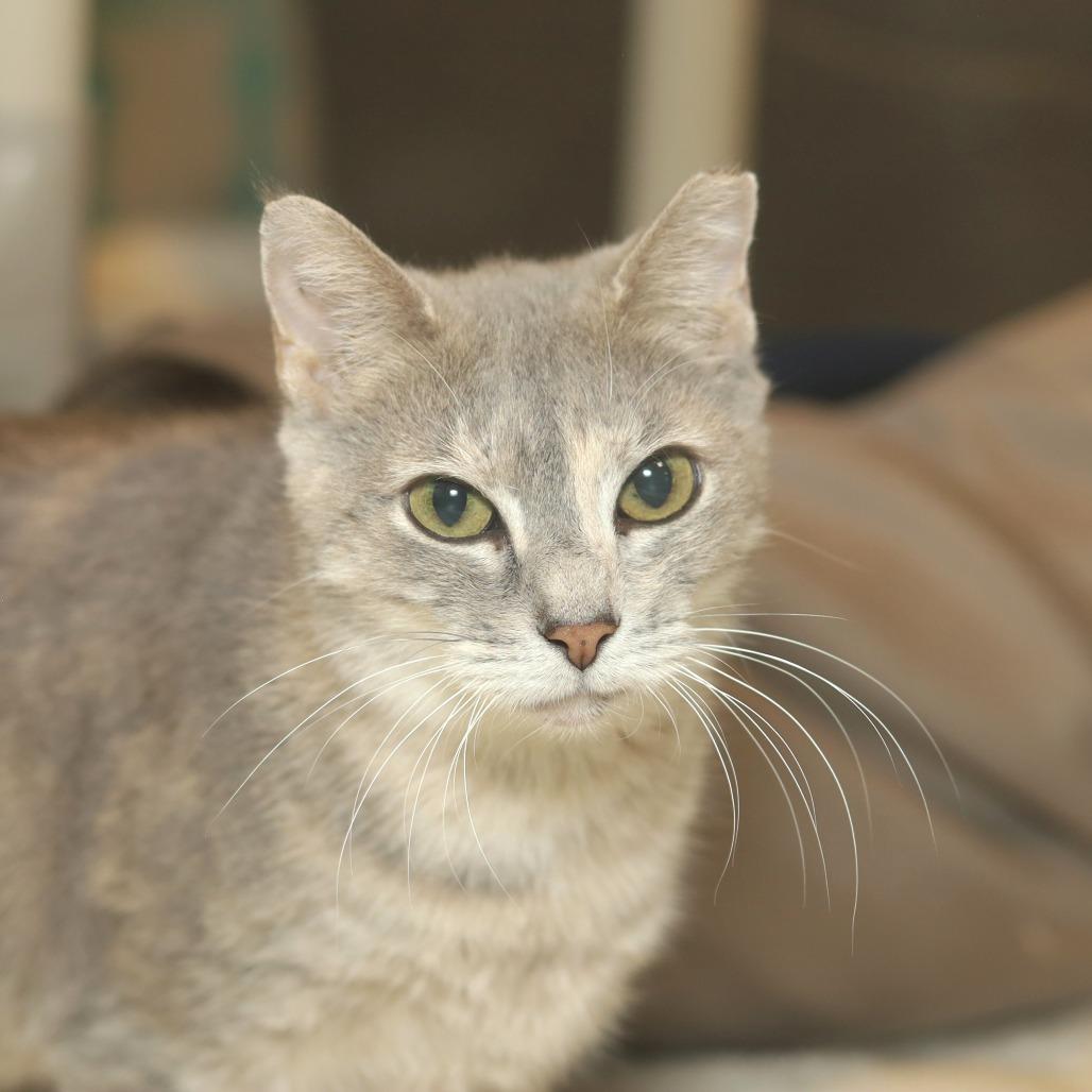 Enlarge Erica, a Adoptable Domestic Short Hair in Evansville, IN image 2/3