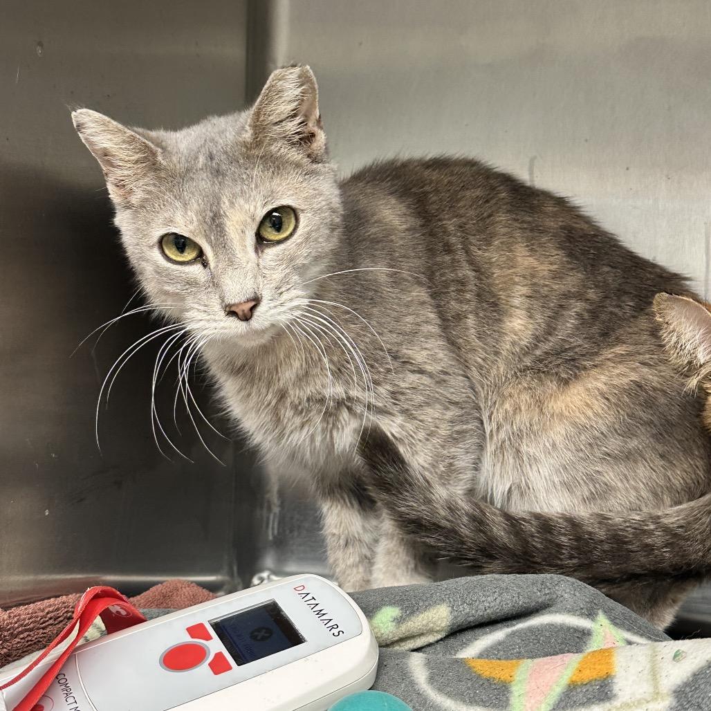 Enlarge Erica, a Adoptable Domestic Short Hair in Evansville, IN image 3/3