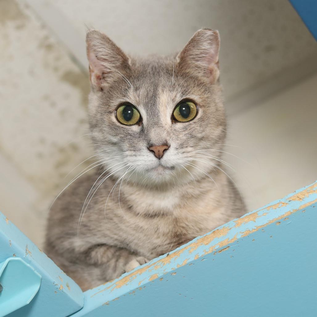 Enlarge Erica, a Adoptable Domestic Short Hair in Evansville, IN image 3/3