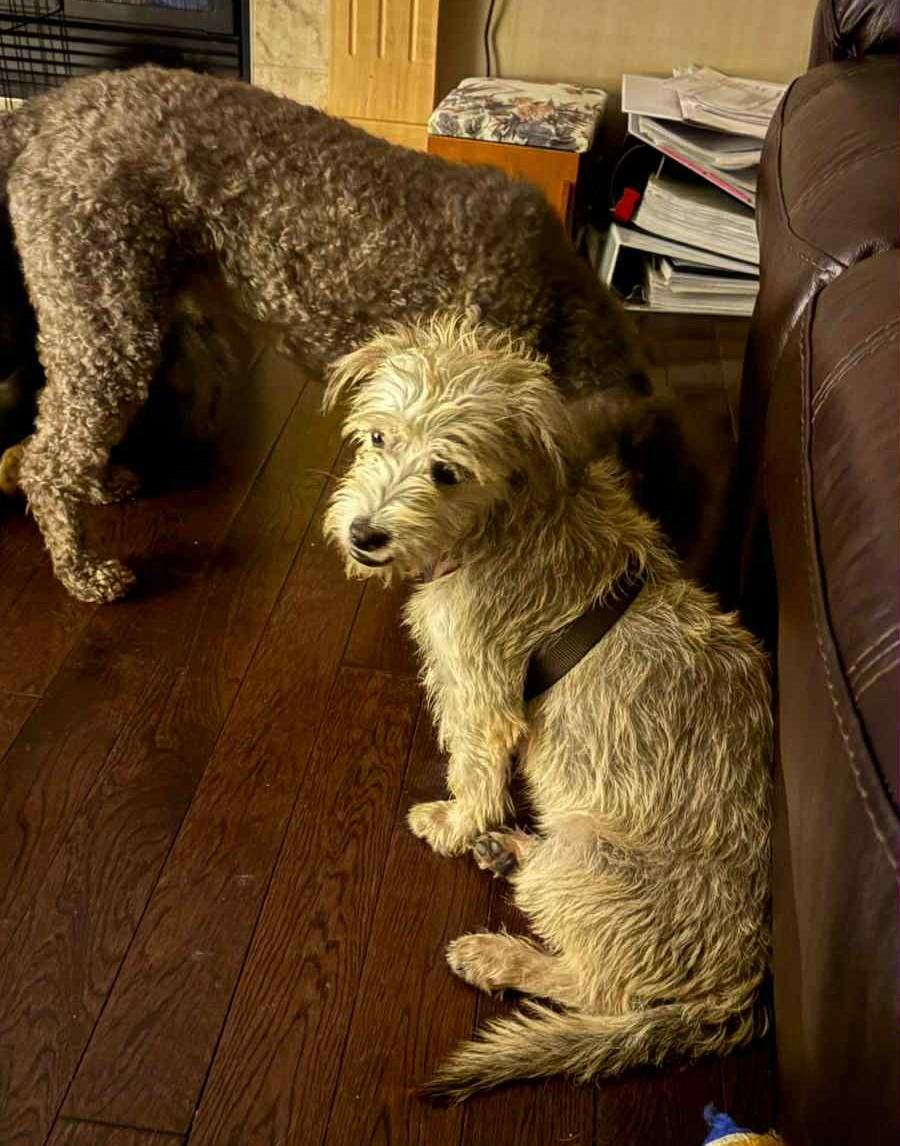 Enlarge Fifi, a ADOPTABLE mixed breed in Calgary, AB image 2/4