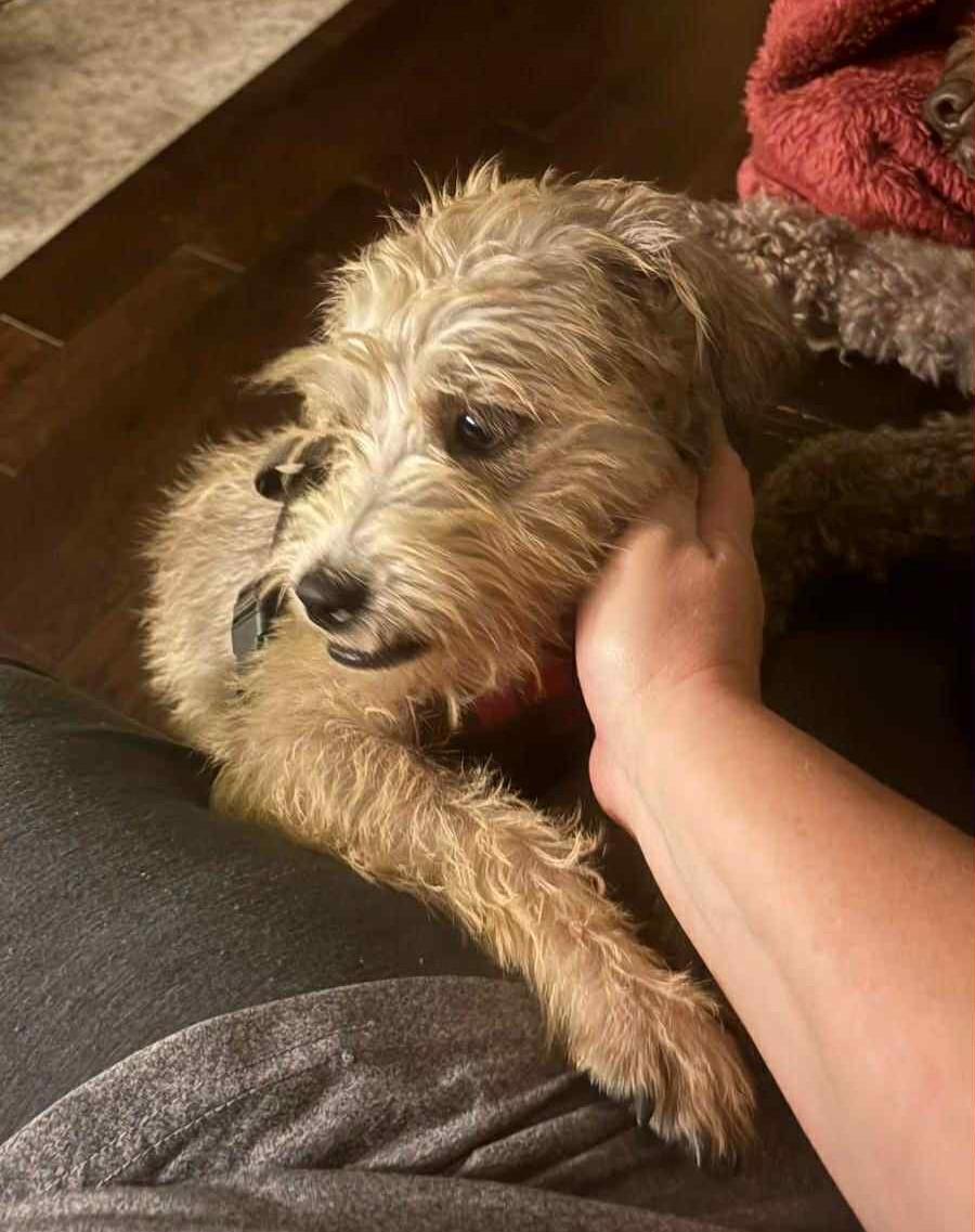 Enlarge Fifi, a ADOPTABLE mixed breed in Calgary, AB image 4/4