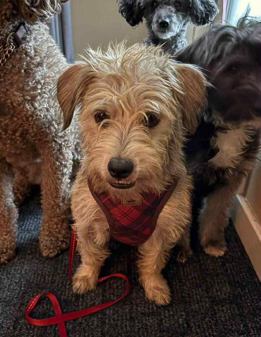 Enlarge Fifi, a ADOPTABLE mixed breed in Calgary, AB image 1/4