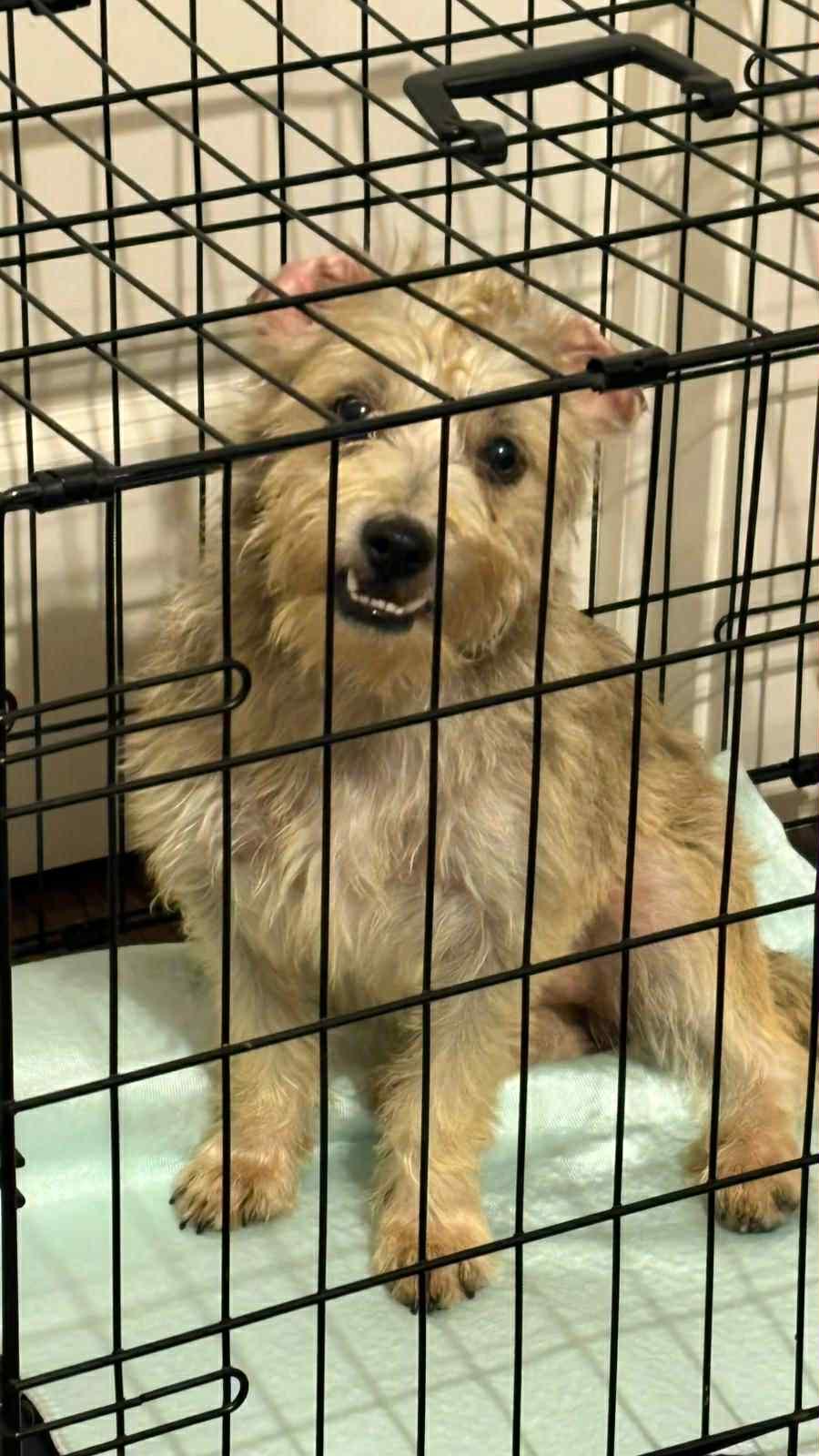 Enlarge Fifi, a ADOPTABLE mixed breed in Calgary, AB image 3/4