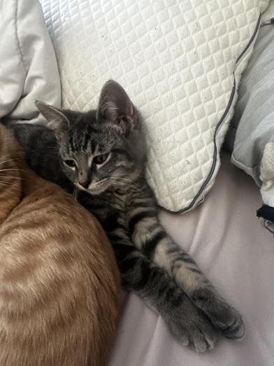 Smokey — thumbnail 2