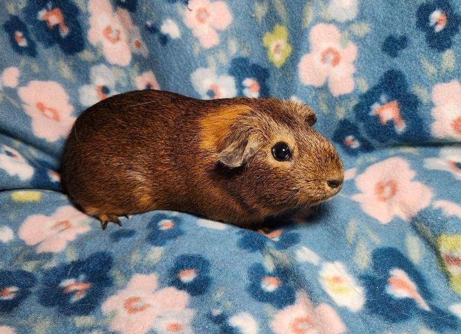 Enlarge Peaches & Almondine, a ADOPTABLE Guinea Pig in West Chester, OH image 6/6