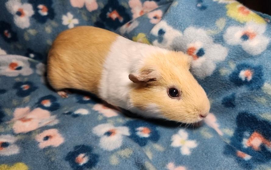Enlarge Peaches & Almondine, a ADOPTABLE Guinea Pig in West Chester, OH image 3/6