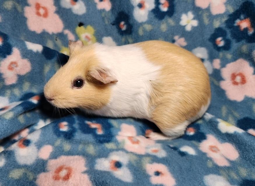 Enlarge Peaches & Almondine, a ADOPTABLE Guinea Pig in West Chester, OH image 5/6