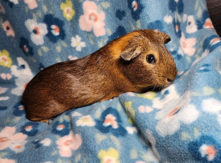 Enlarge Peaches & Almondine, a ADOPTABLE Guinea Pig in West Chester, OH image 2/6