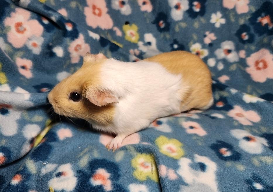 Enlarge Peaches & Almondine, a ADOPTABLE Guinea Pig in West Chester, OH image 4/6