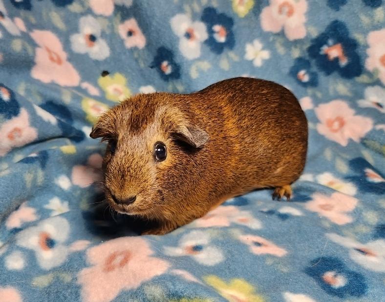 Enlarge Peaches & Almondine, a ADOPTABLE Guinea Pig in West Chester, OH image 1/6