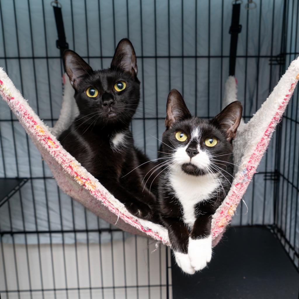 Enlarge Panda, a Adoptable Domestic Short Hair in New York, NY image 1/2