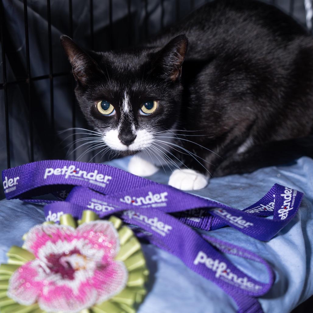Enlarge Panda, a Adoptable Domestic Short Hair in New York, NY image 2/3