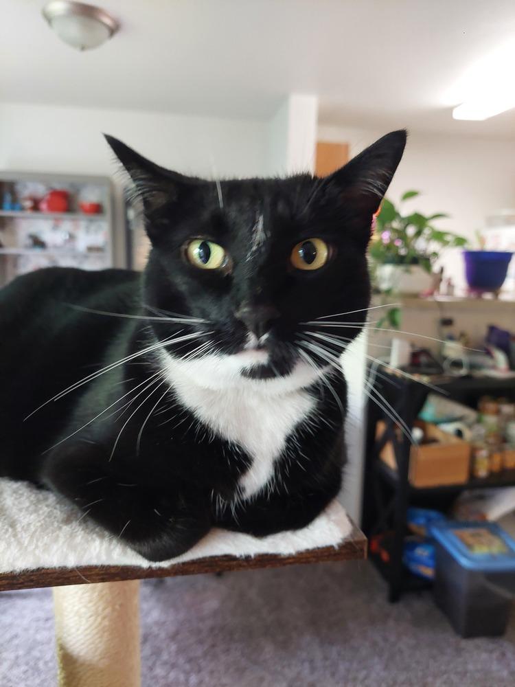 Velvet, Adoptable, Adult Female Domestic Short Hair.