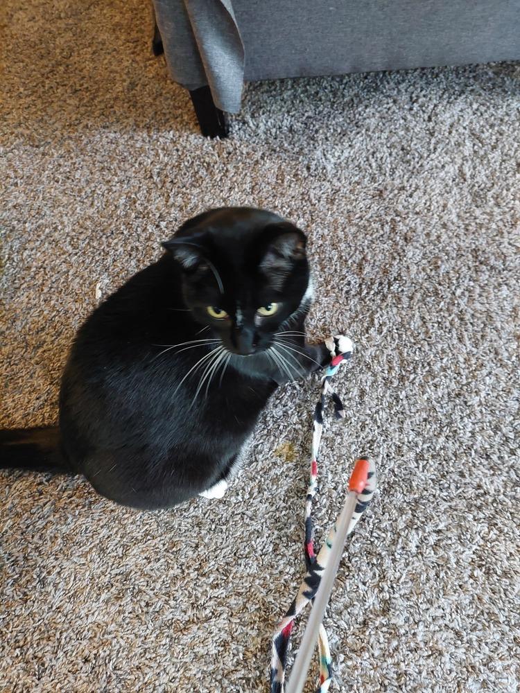 Velvet, a Adoptable Domestic Short Hair in Bellingham, WA image 2/6