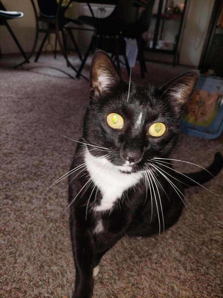 Velvet, a Adoptable Domestic Short Hair in Bellingham, WA image 3/6