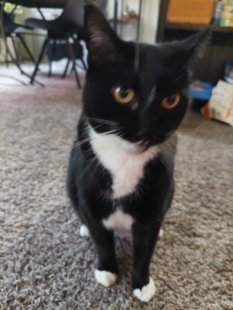 Velvet, a Adoptable Domestic Short Hair in Bellingham, WA image 4/6