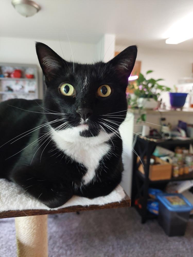 Velvet, a Adoptable Domestic Short Hair in Bellingham, WA image 5/6