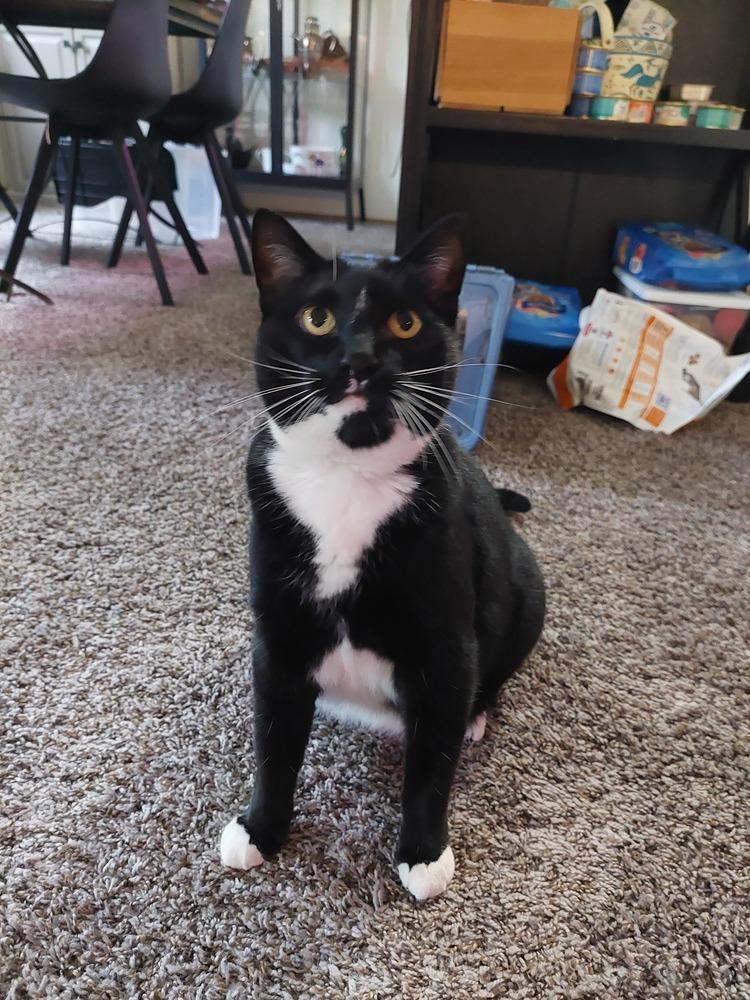 Velvet, a Adoptable Domestic Short Hair in Bellingham, WA image 6/6