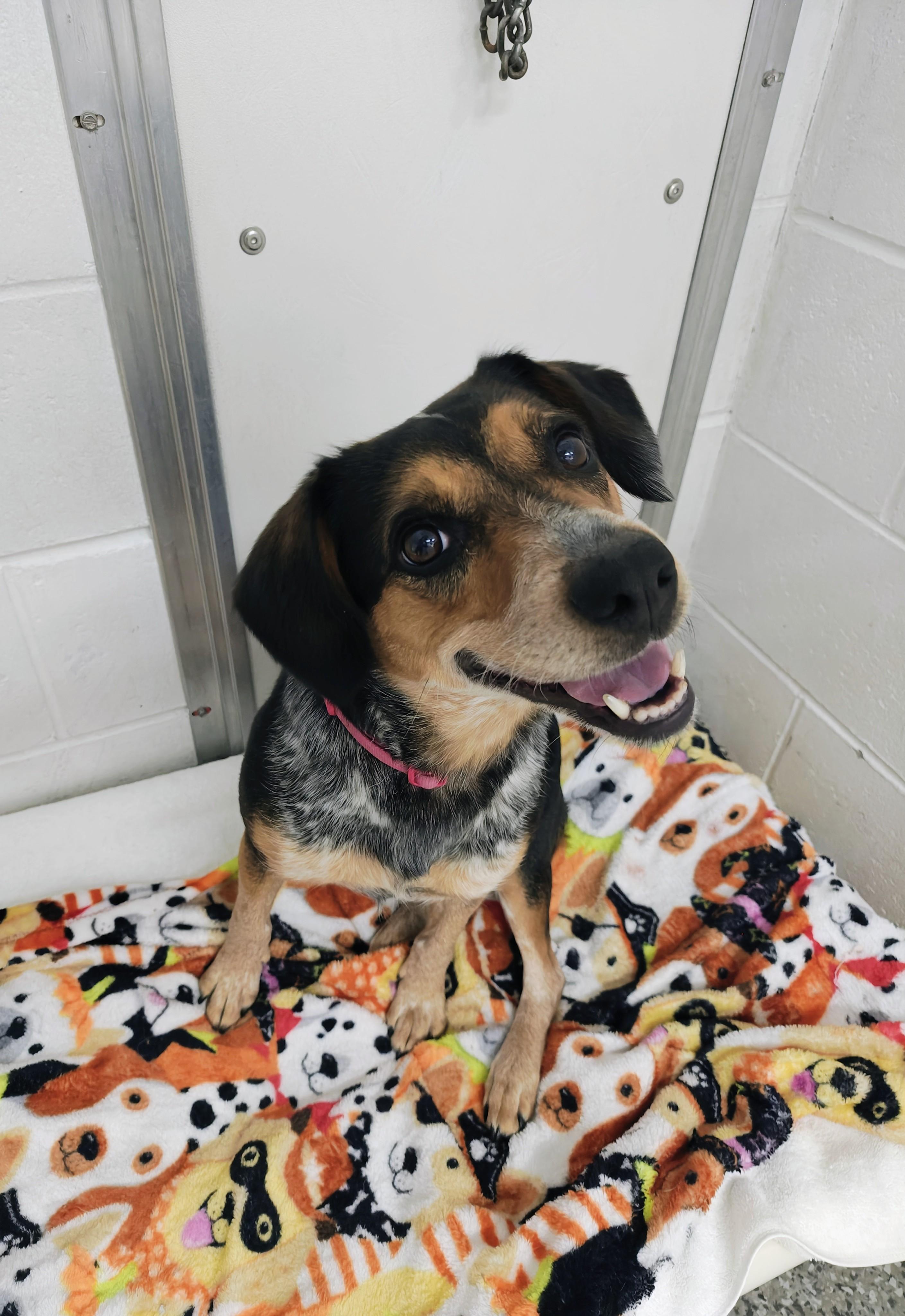 Geri, a Adoptable mixed breed in Oconto, WI image 2/3