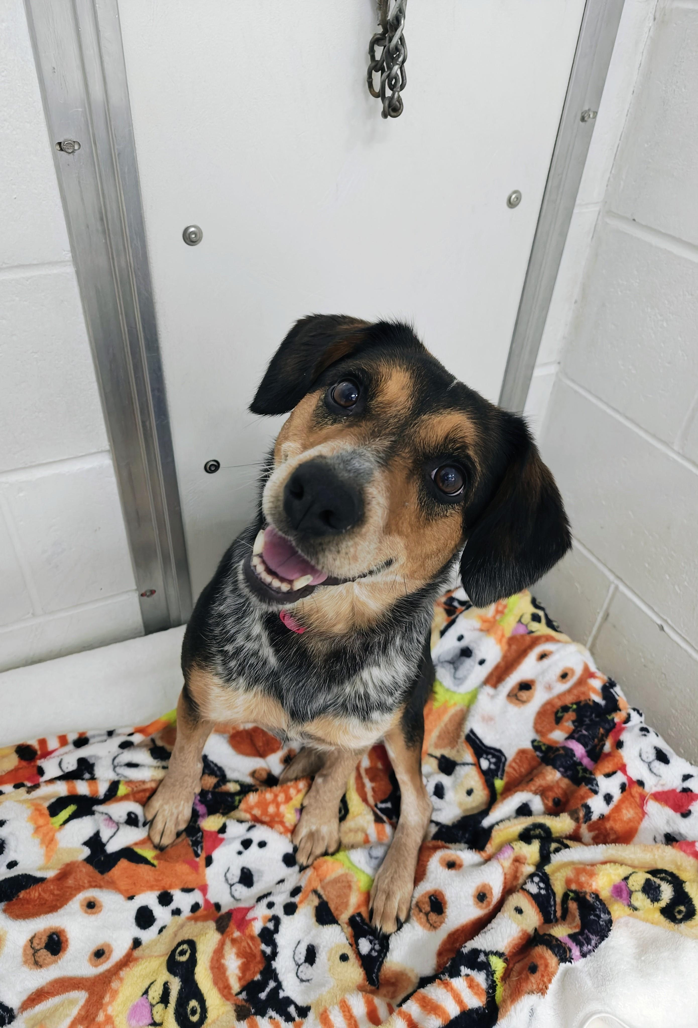 Geri, a Adoptable mixed breed in Oconto, WI image 1/3