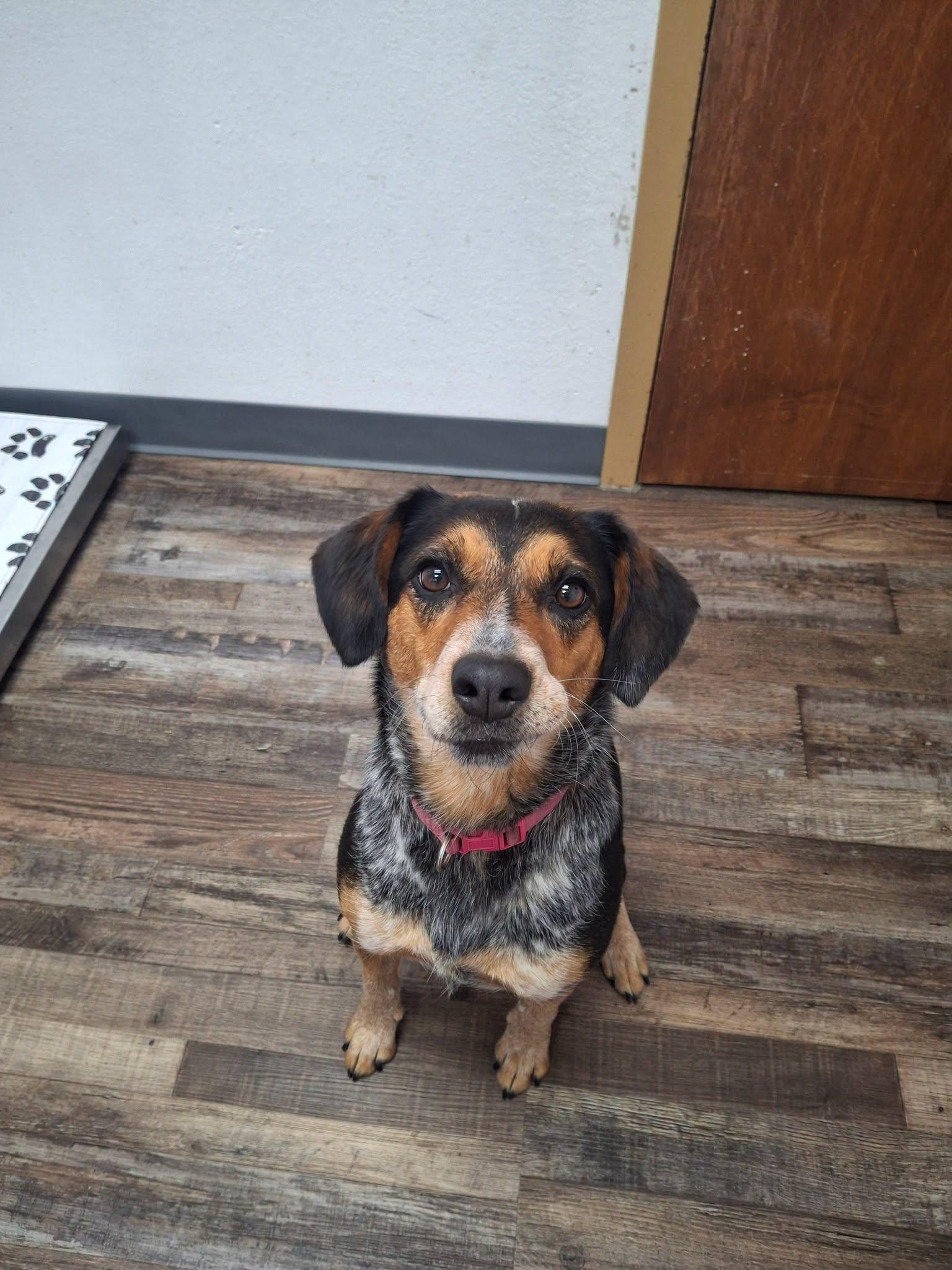Geri, a Adoptable mixed breed in Oconto, WI image 3/3