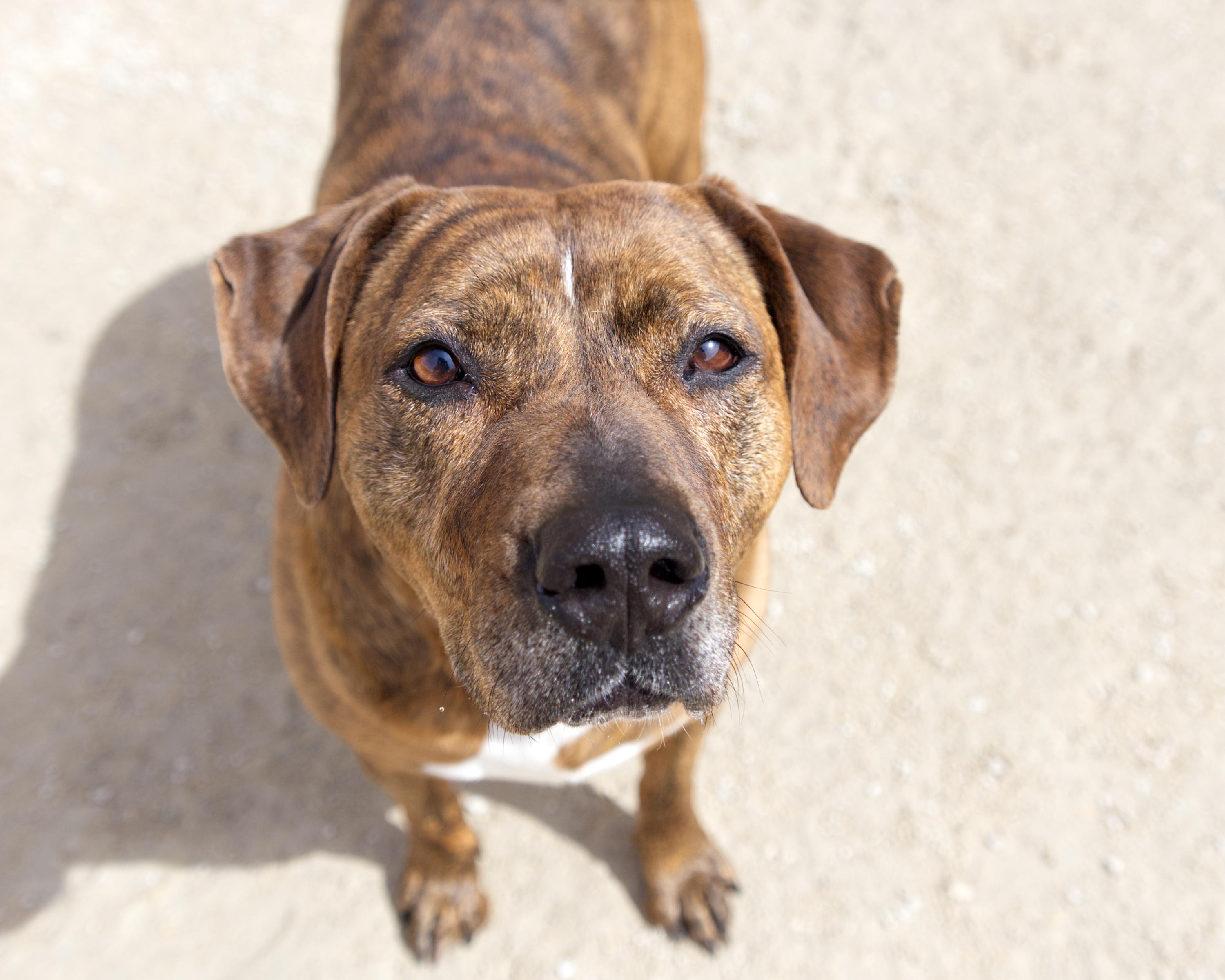 Enlarge Rhonda, an adoptable mixed breed in Winnipeg, MB image 3/3