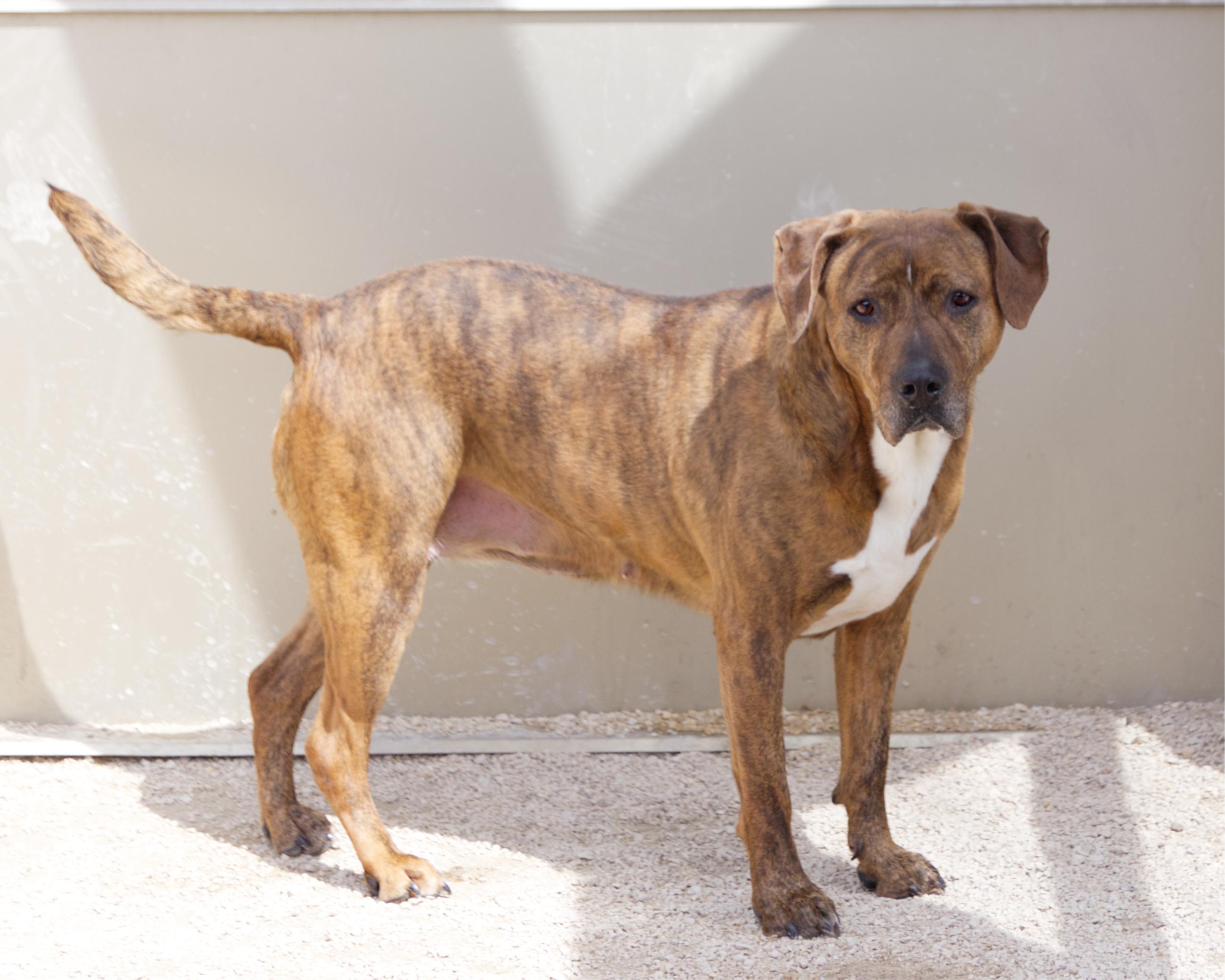Enlarge Rhonda, an adoptable mixed breed in Winnipeg, MB image 2/3