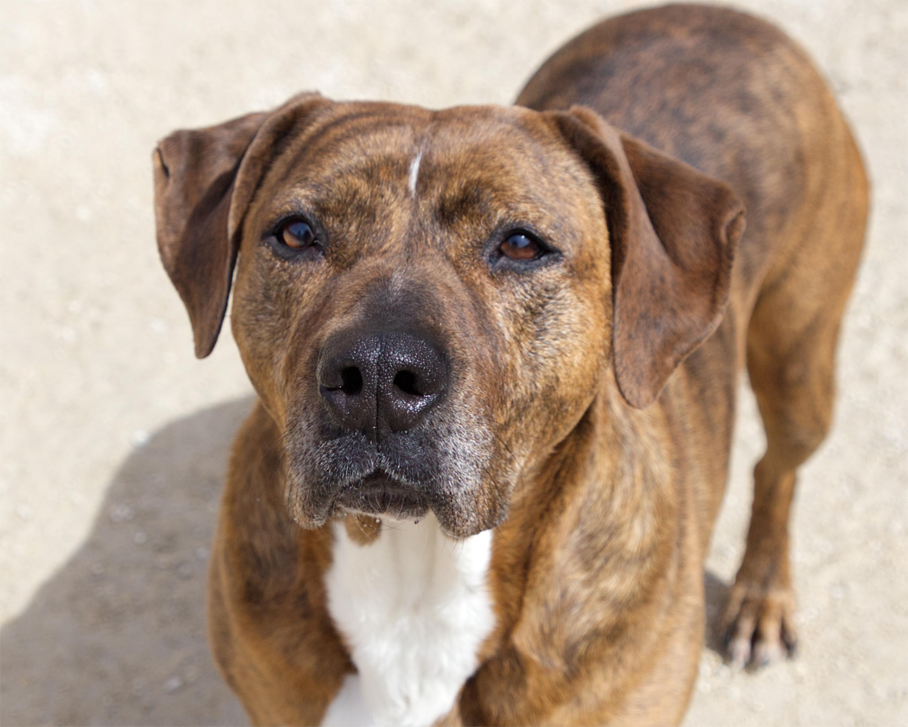 Rhonda, adoptable, Senior Female Labrador Retriever.