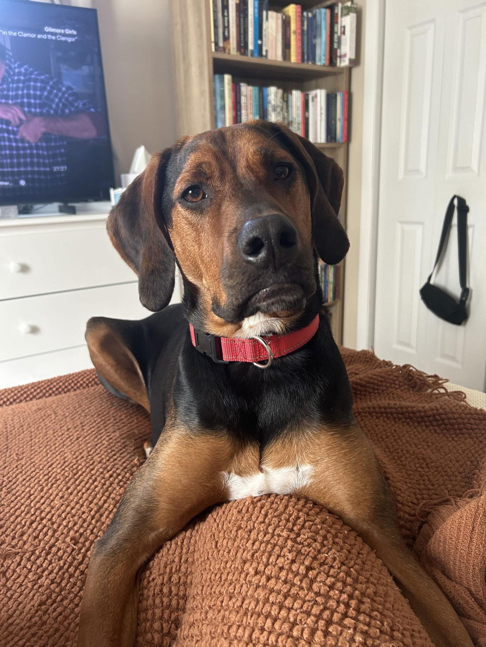 Enlarge Harlan, a Adoptable mixed breed in Hockessin, DE image 1/1