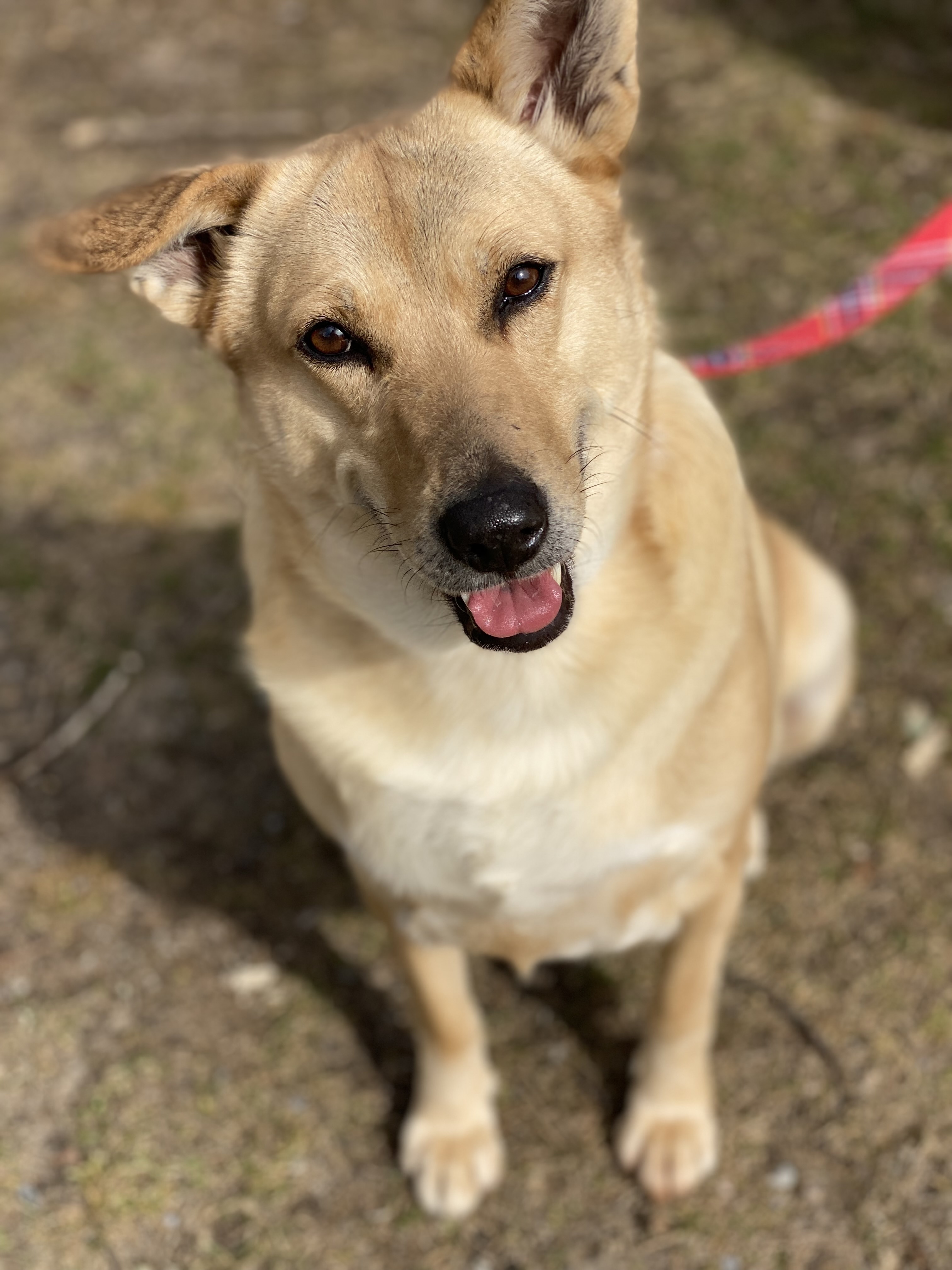 Enlarge Ophelia, a Adoptable Shepherd in Calverton, NY image 1/8