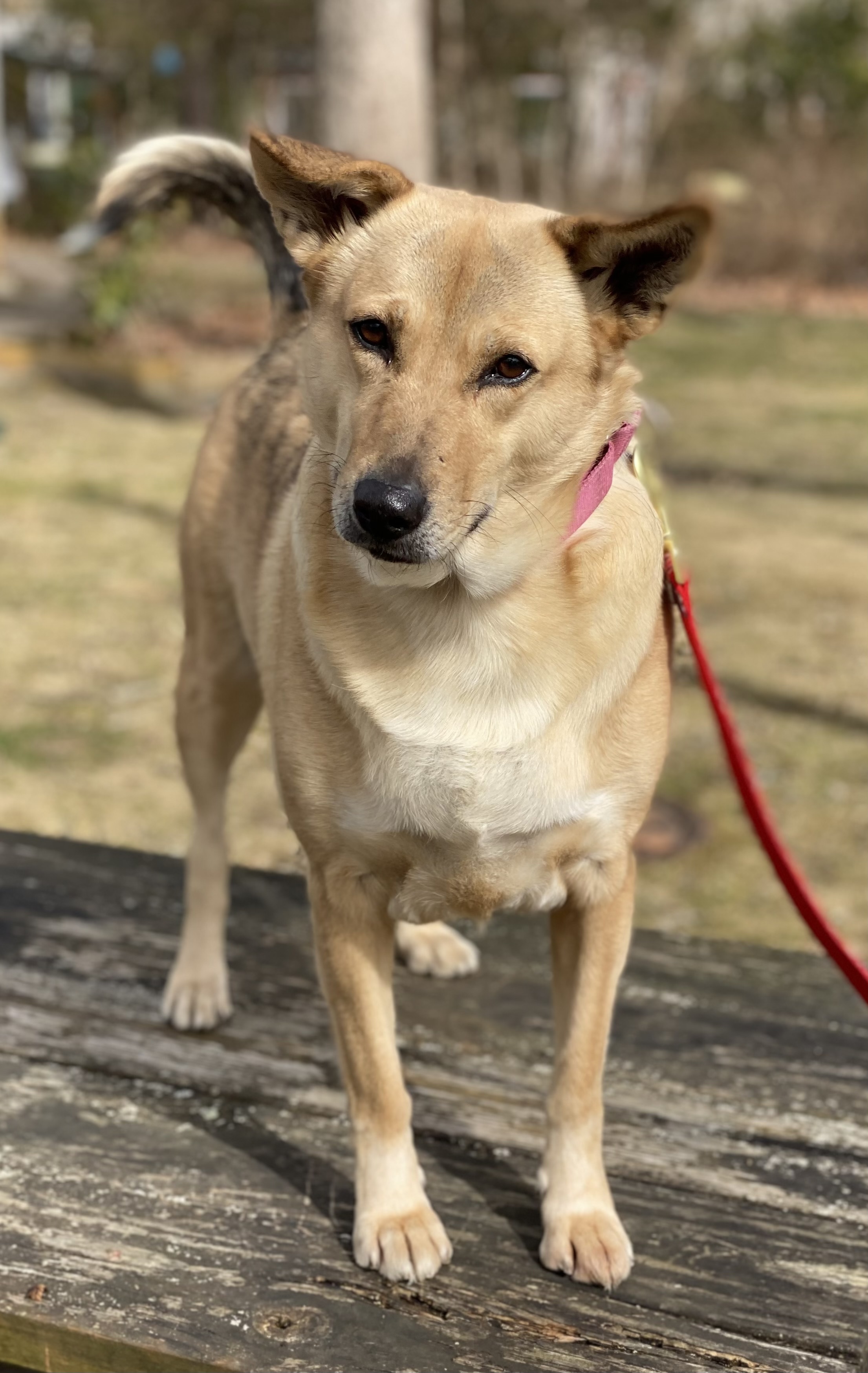Enlarge Ophelia, a Adoptable Shepherd in Calverton, NY image 3/8