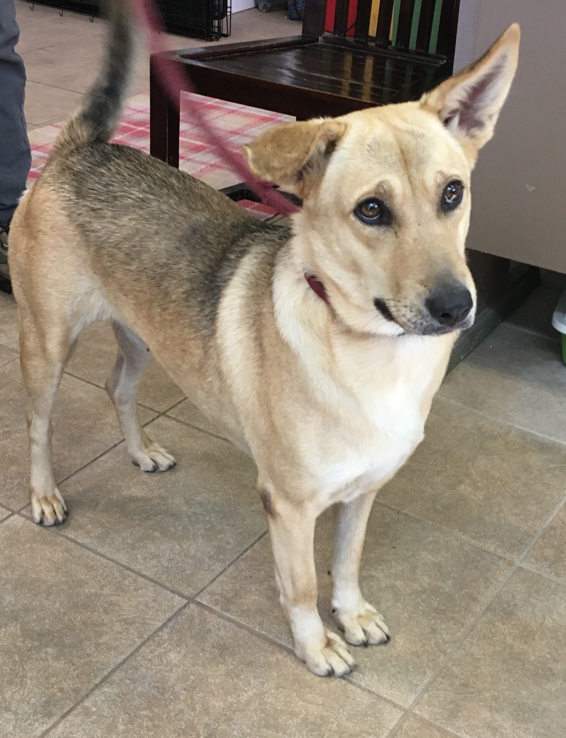 Enlarge Ophelia, a Adoptable Shepherd in Calverton, NY image 4/8
