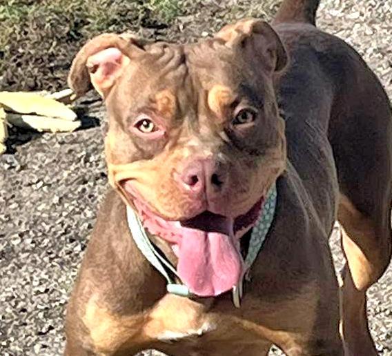 Snickers, Adoptable, Young Female Pit Bull Terrier.