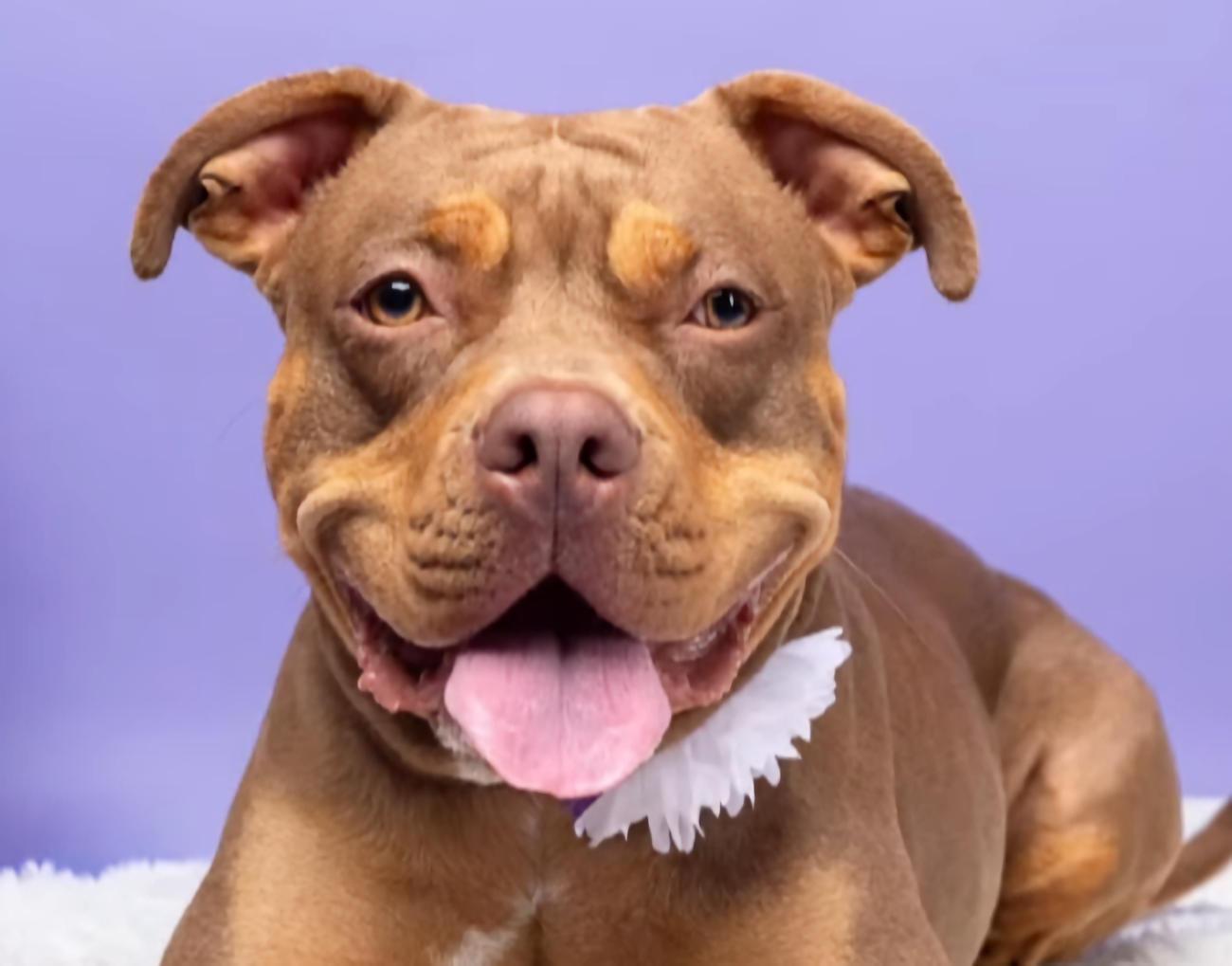 Snickers, Adoptable, Young Female Pit Bull Terrier.