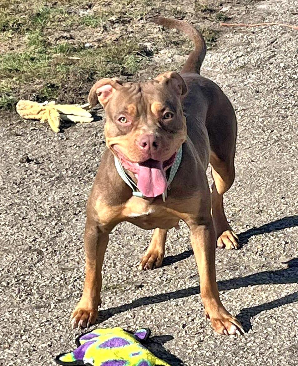 Snickers, a Adoptable mixed breed in Euclid, OH image 2/2