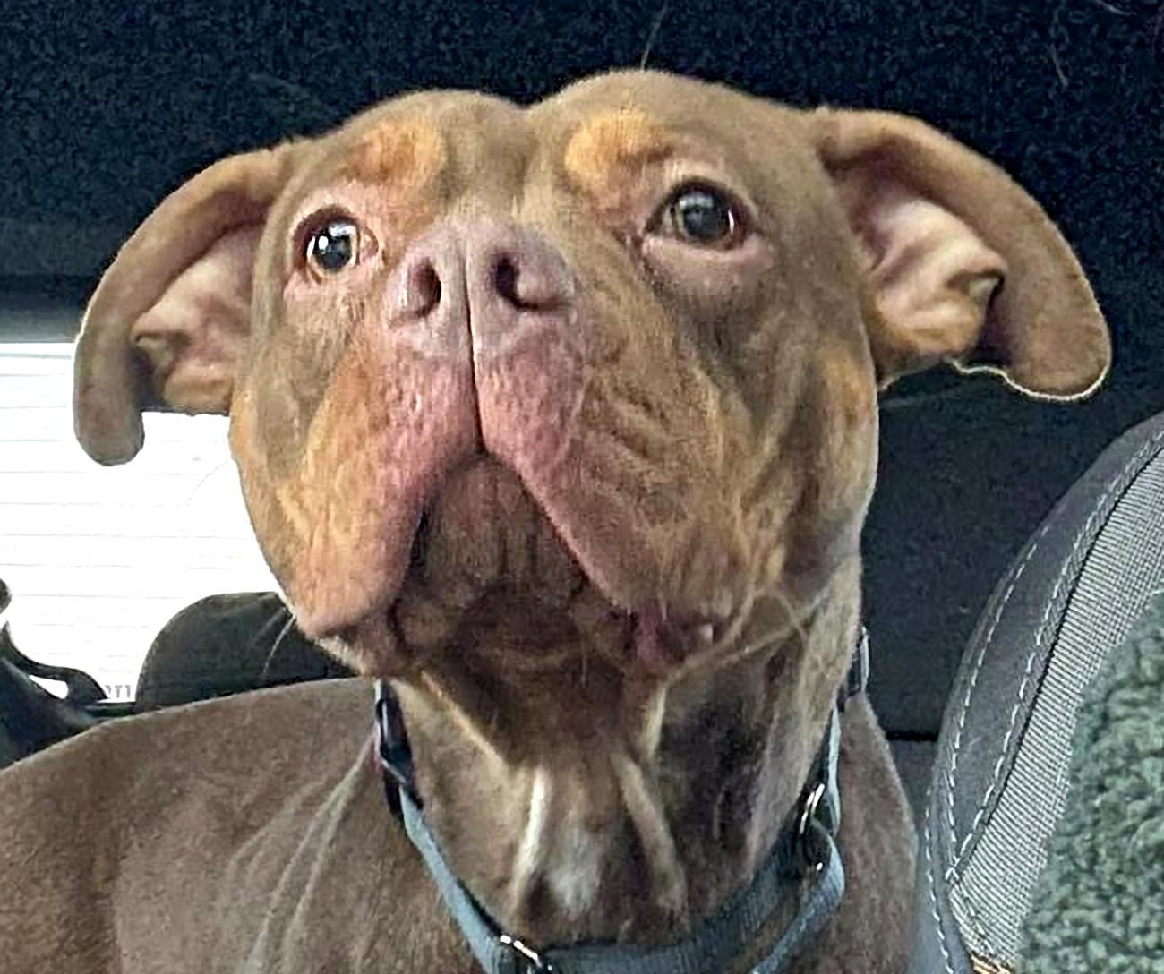 Enlarge Snickers, a Adoptable mixed breed in Euclid, OH image 1/4