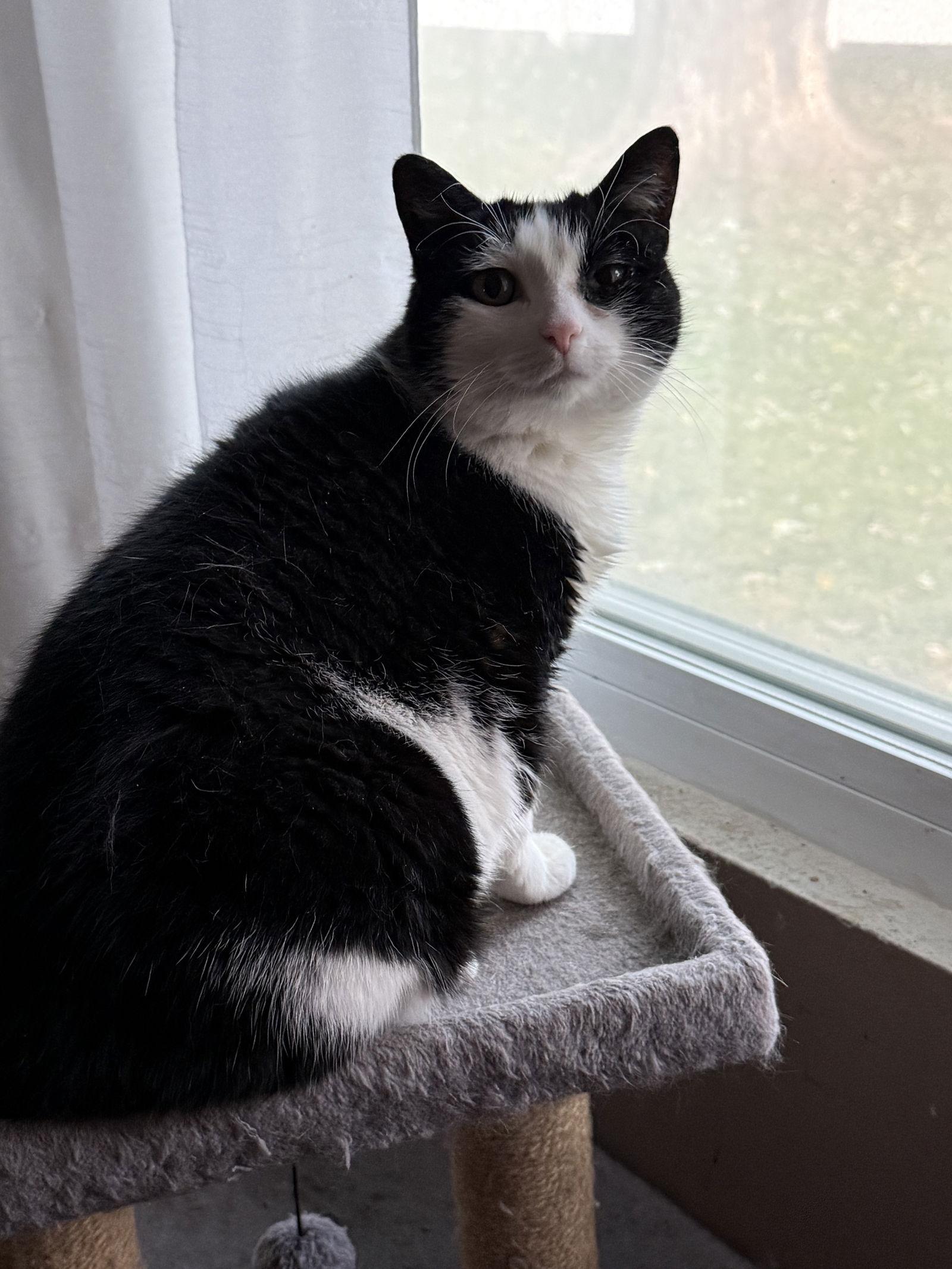Gibby, Adoptable, Adult Female Tuxedo.