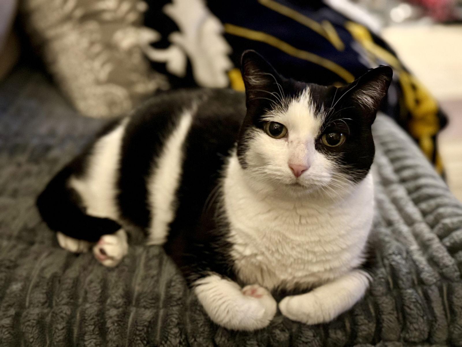 Gibby, a Adoptable Tuxedo in Fenton, MO image 3/3