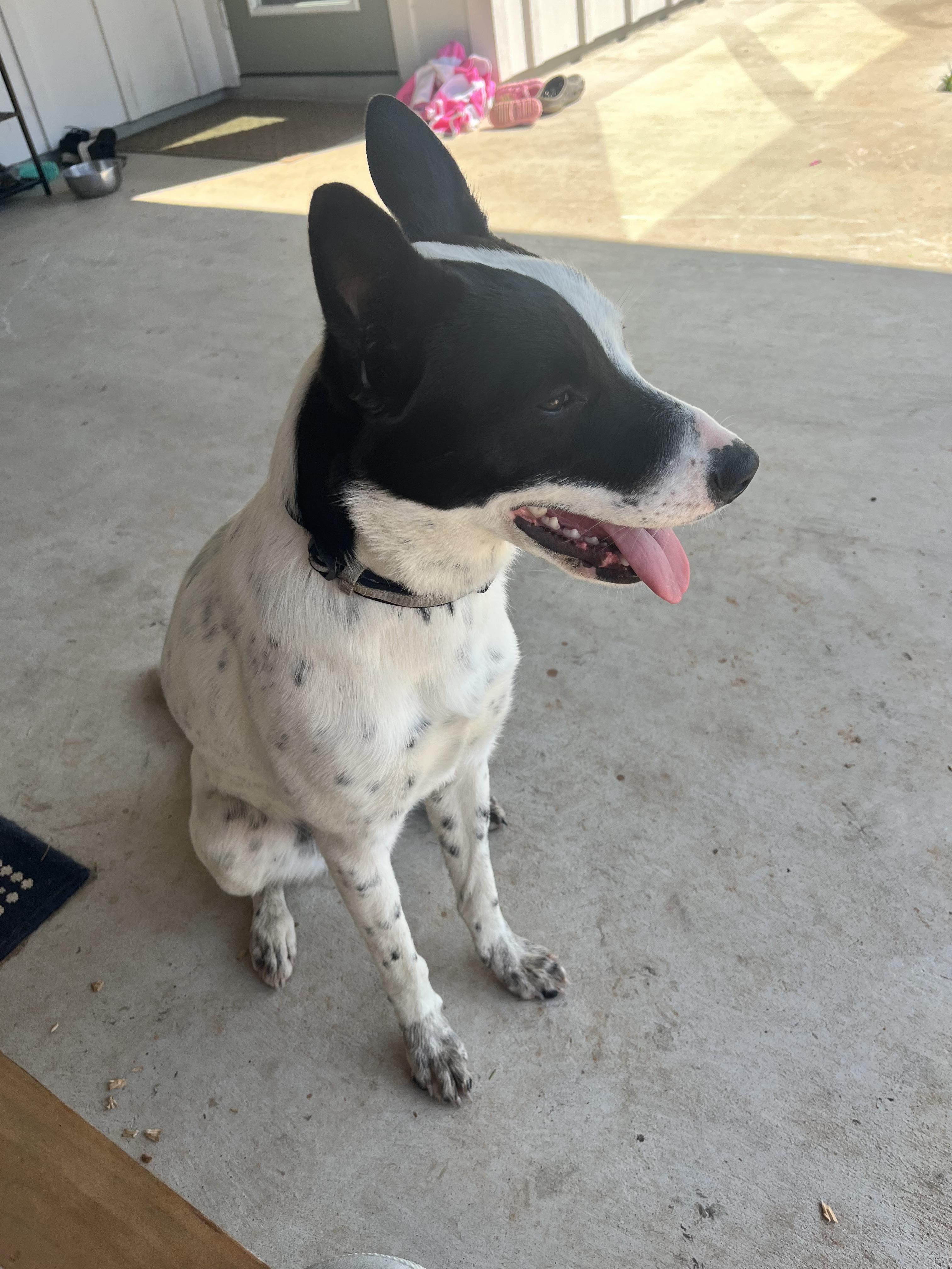 Enlarge Sally, a Adopted mixed breed in houston, TX image 1/6