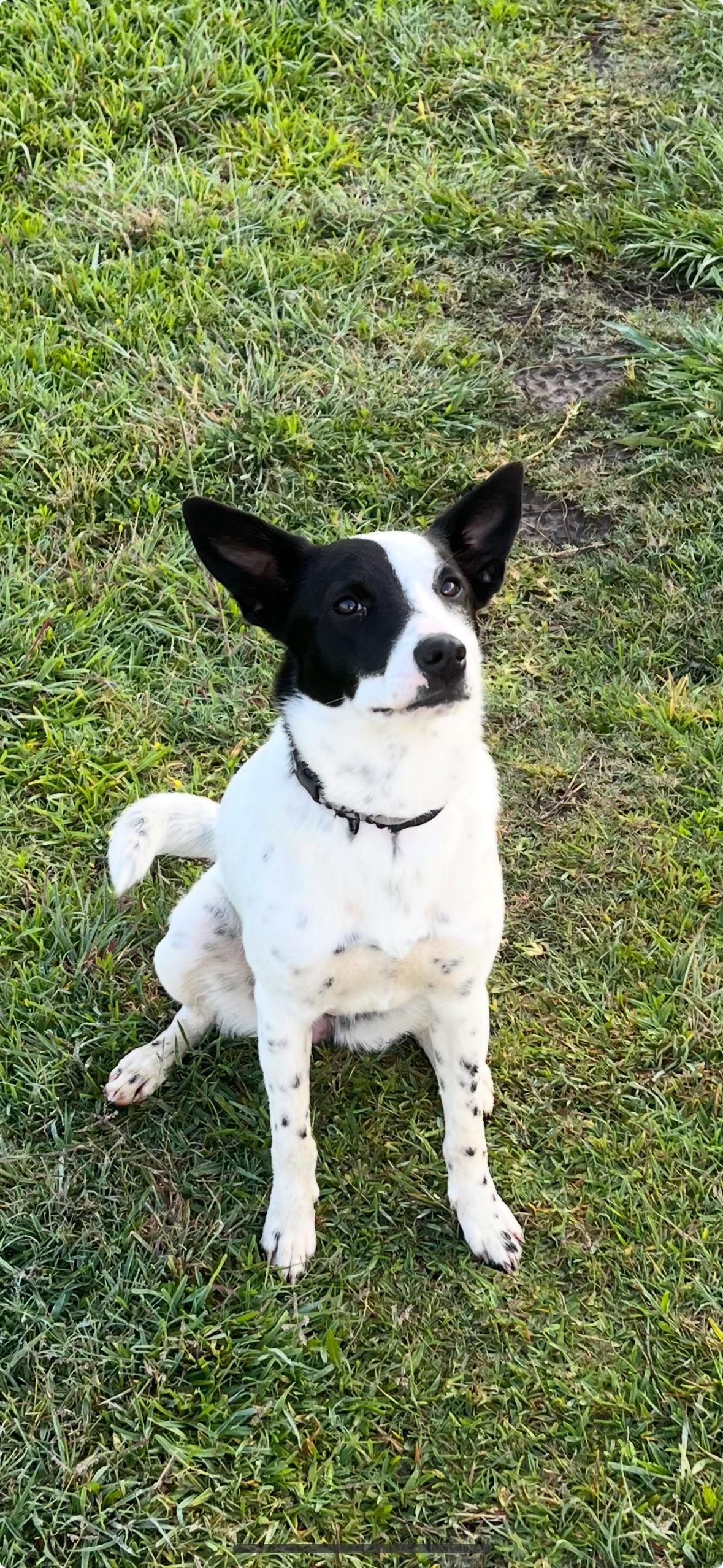 Sally Border Collie Dog
