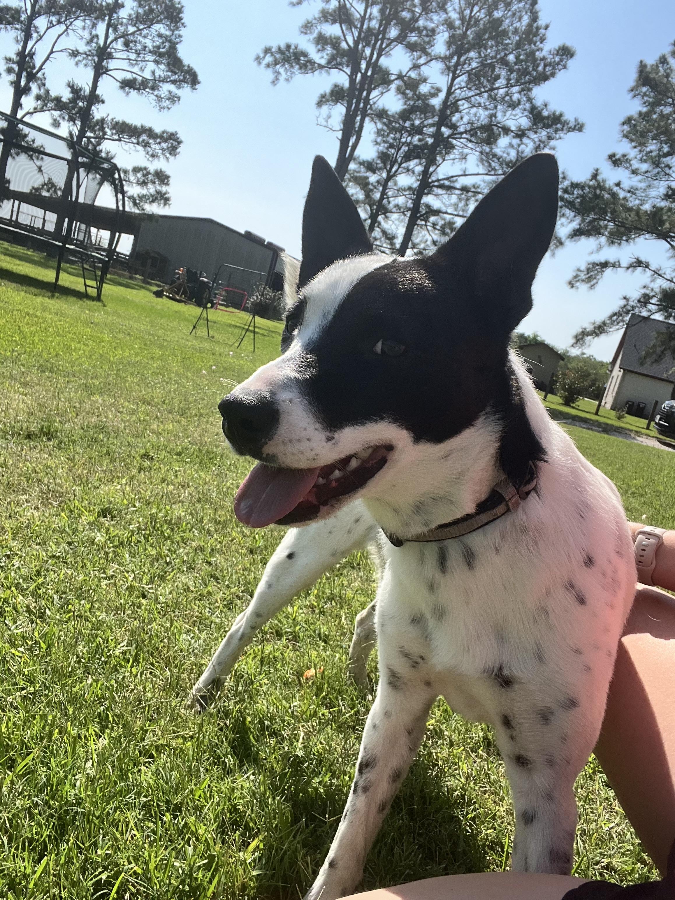 Enlarge Sally, a Adopted mixed breed in houston, TX image 3/6