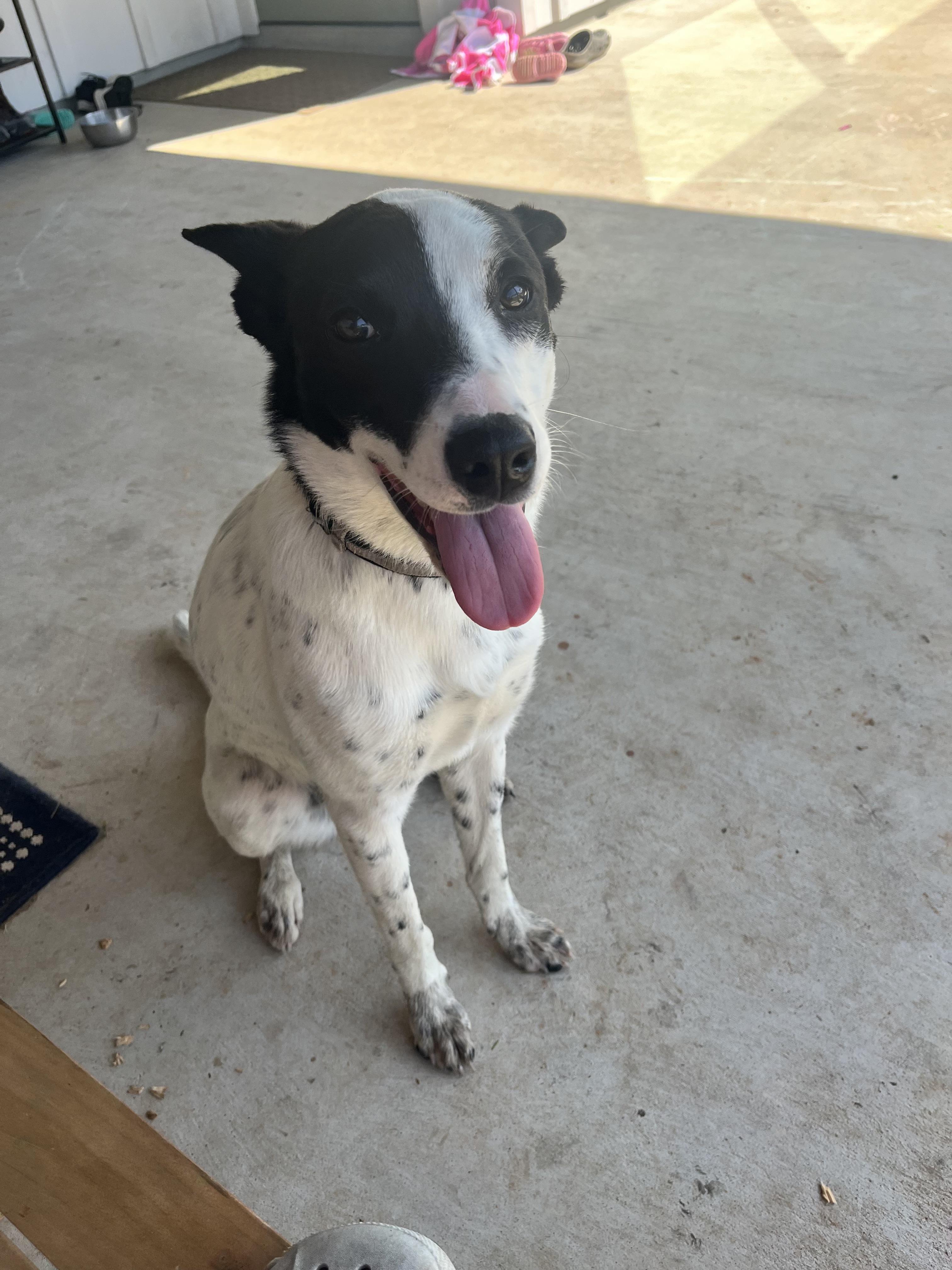 Sally, an adoptable Border Collie, McNab in houston, TX, 77066 | Photo Image 5