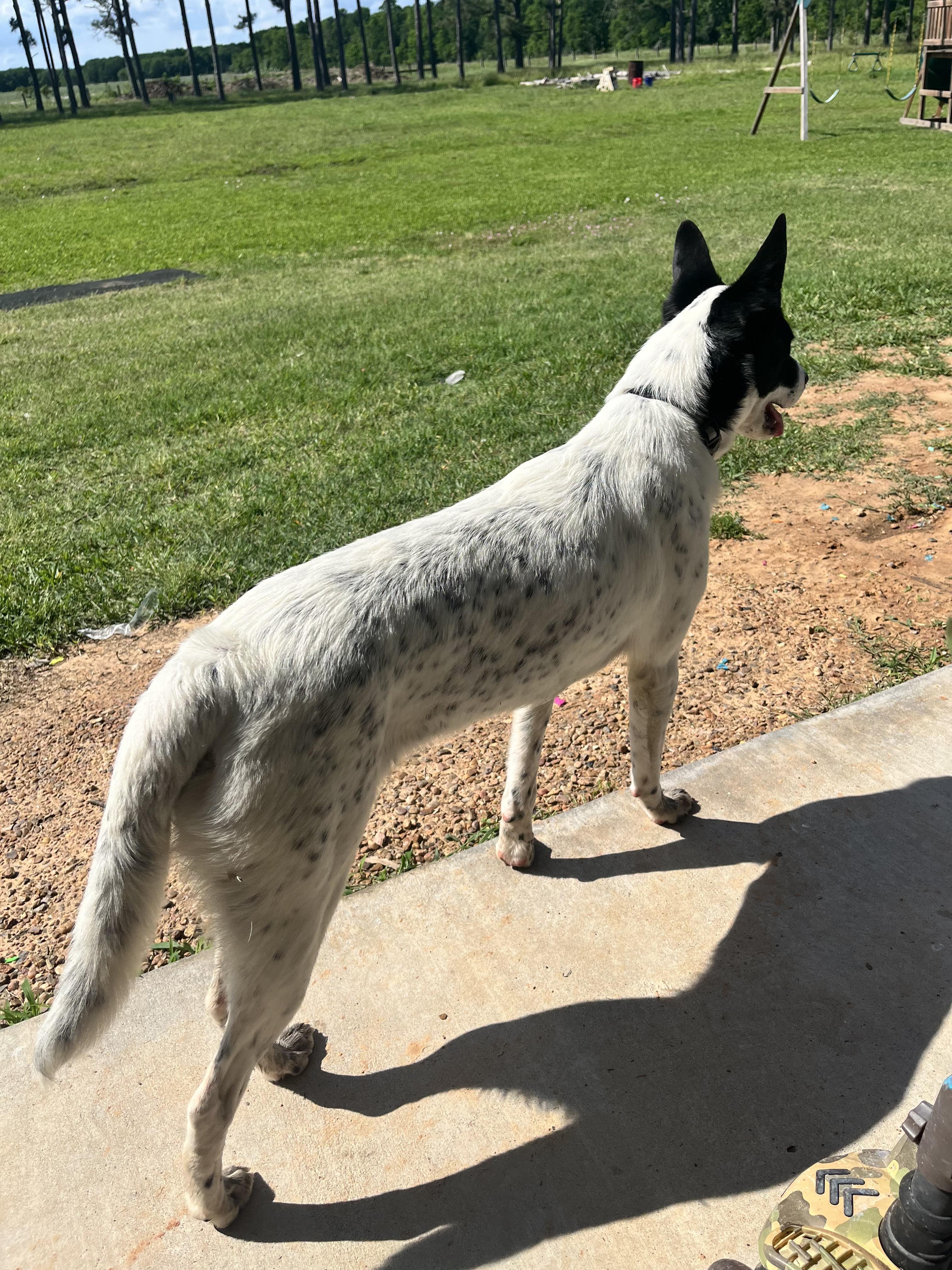 Enlarge Sally, a Adopted mixed breed in houston, TX image 5/6