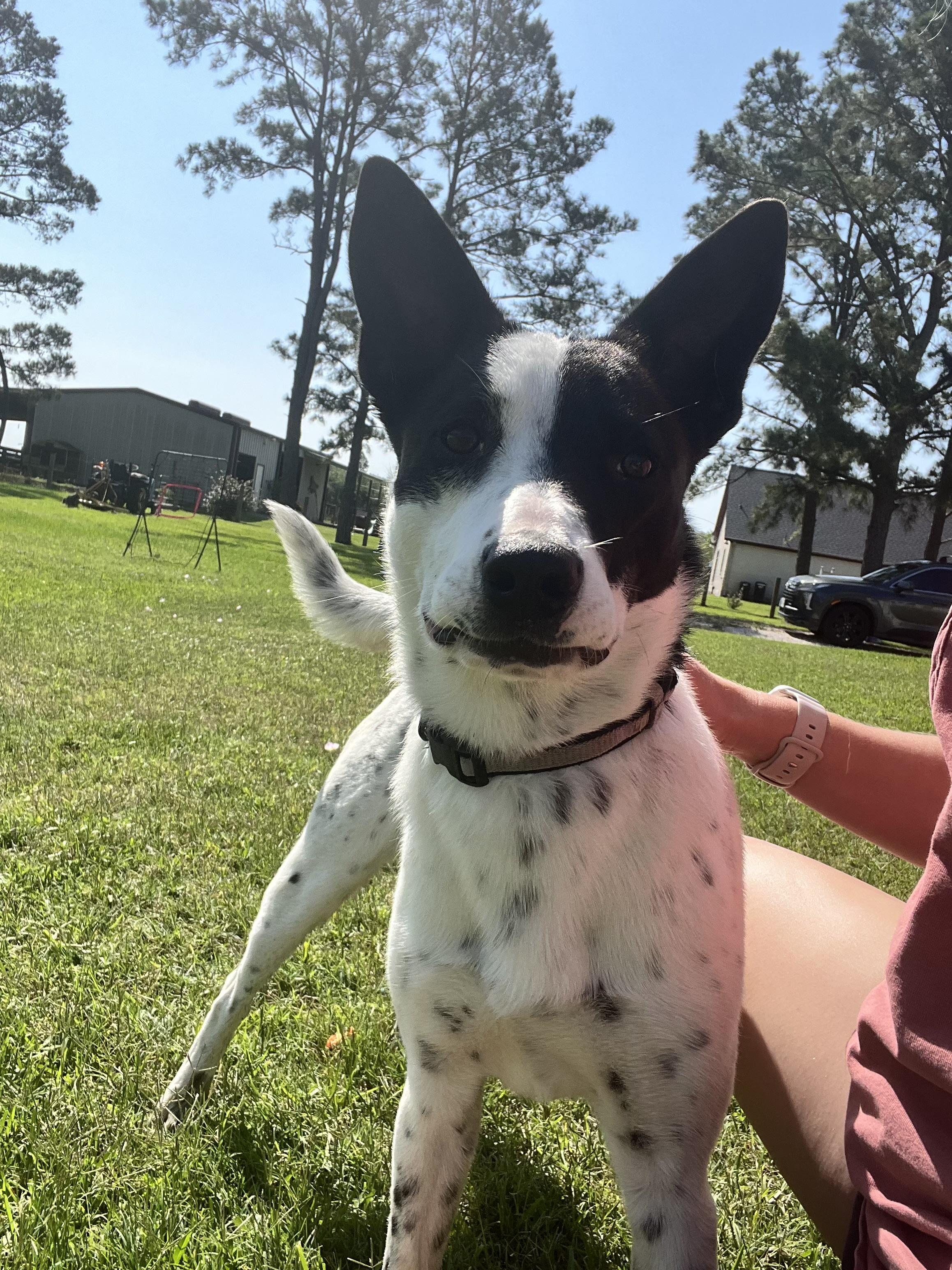 Enlarge Sally, a Adopted mixed breed in houston, TX image 6/6