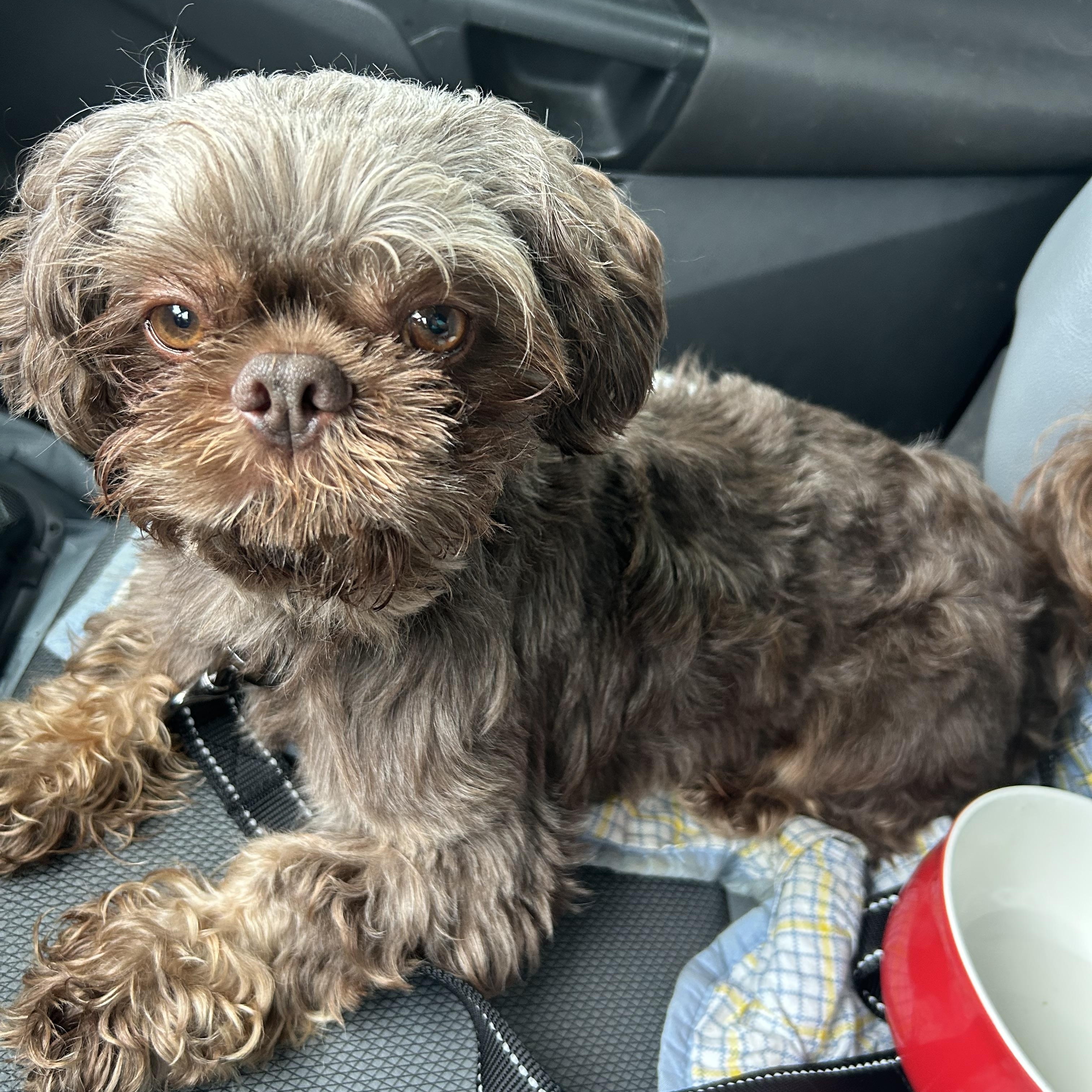 Enlarge Prince, a Adoptable Shih Tzu in Stafford, VA image 1/1
