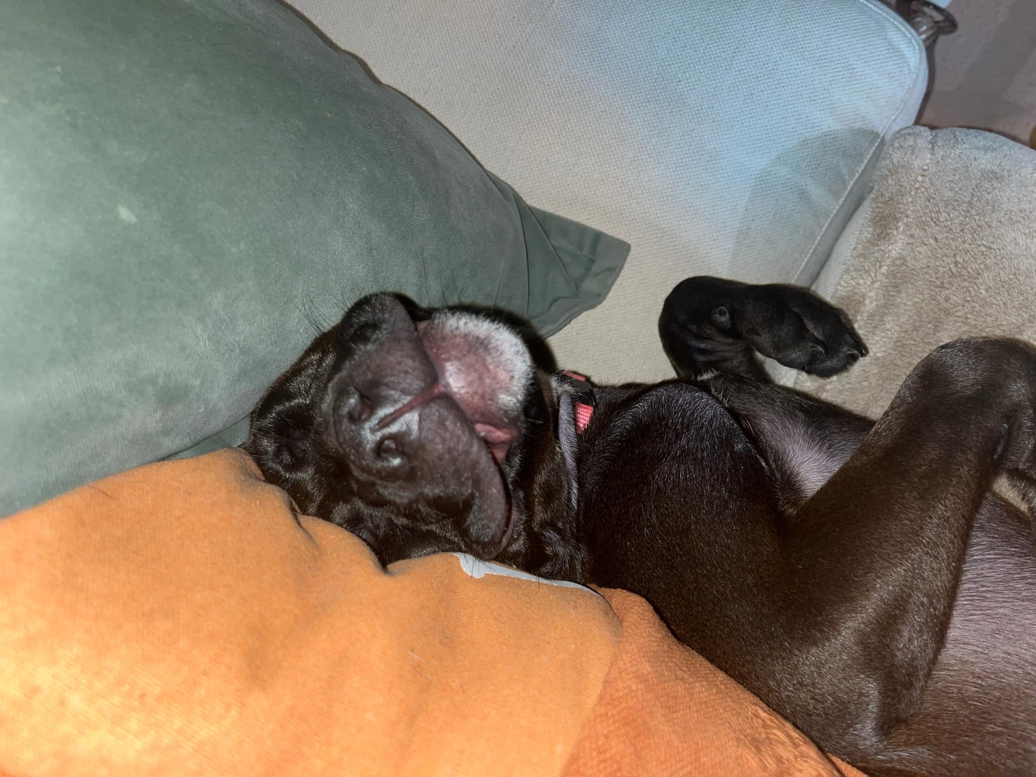 Winnie, a Adopted mixed breed in Coral Springs, FL image 1/5