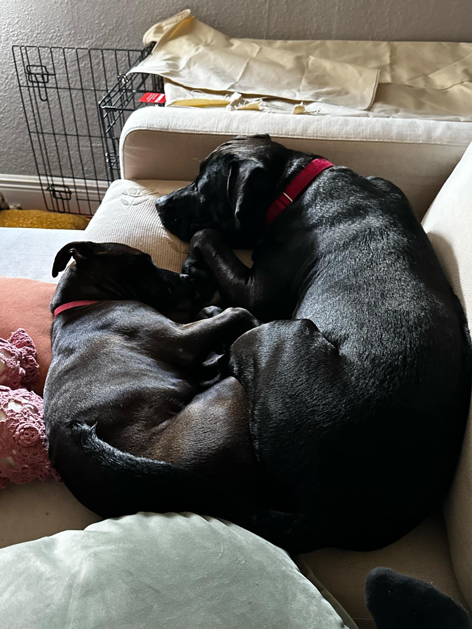 Winnie, a Adopted mixed breed in Coral Springs, FL image 2/5