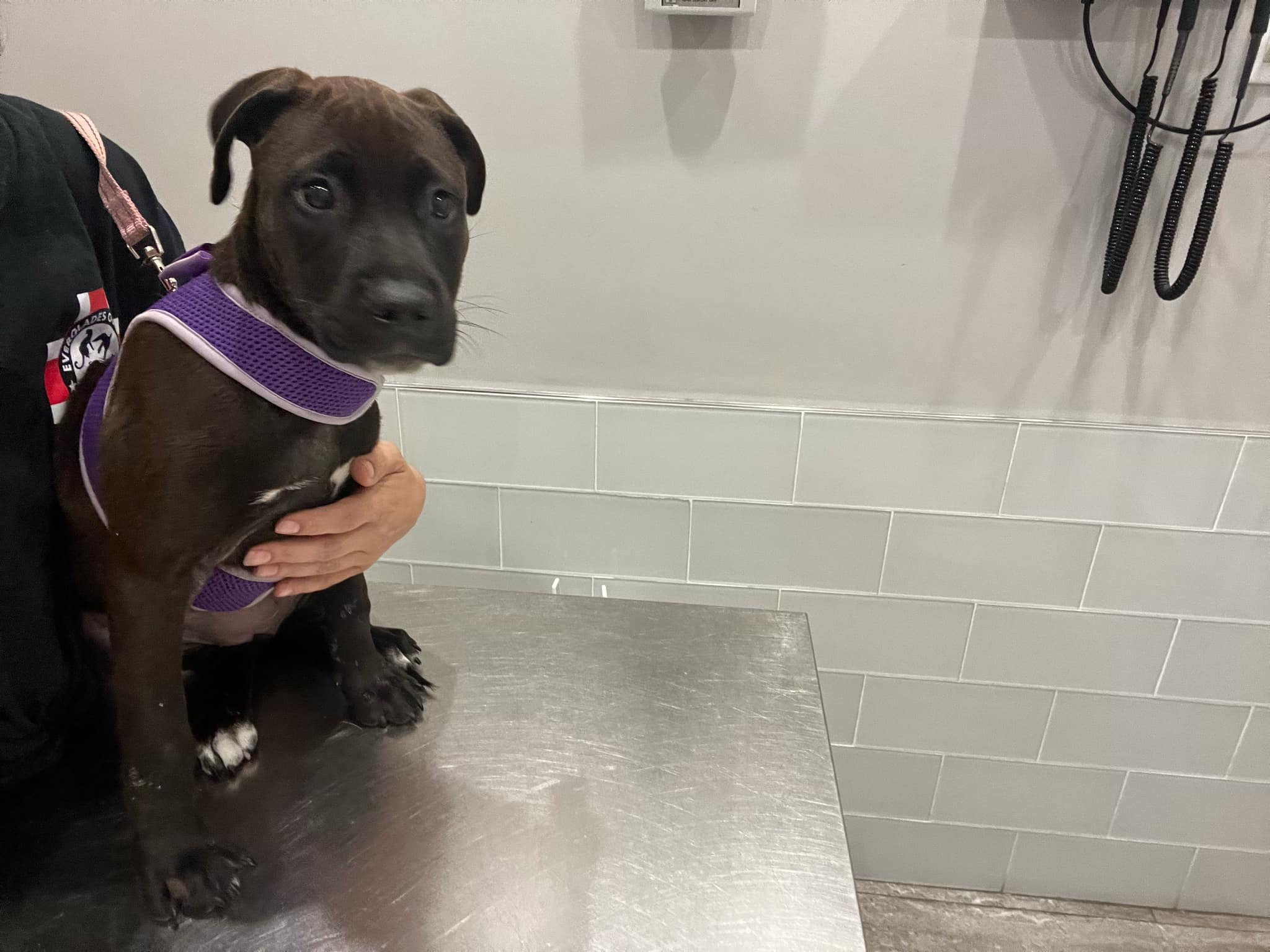 Winnie, a Adopted mixed breed in Coral Springs, FL image 5/5